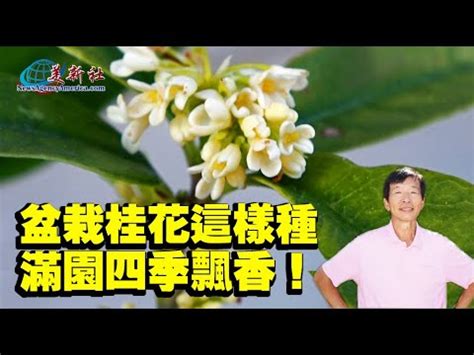 種桂花|桂花種植指南：種出芬芳美麗的桂花 